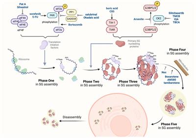 Multiple functions of stress granules in viral infection at a glance